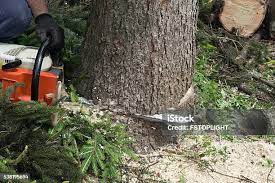 Best Root Management and Removal  in Jersey Village, TX