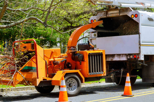 Best Leaf Removal  in Jersey Village, TX