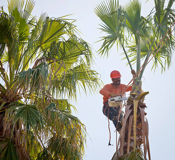 How Our Tree Care Process Works  in  Jersey Village, TX