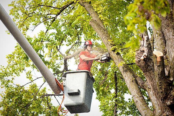 Professional Tree Services in Jersey Village, TX