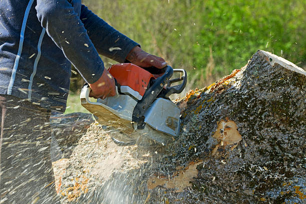 Best Hazardous Tree Removal  in Jersey Village, TX